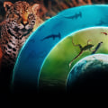 Discover the World of Animal Planet